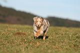 BERGER AUSTRALIEN PUPPIES 756